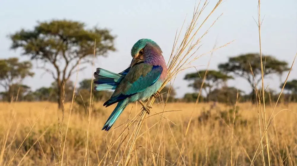 Best Time to Visit Akagera National Park
