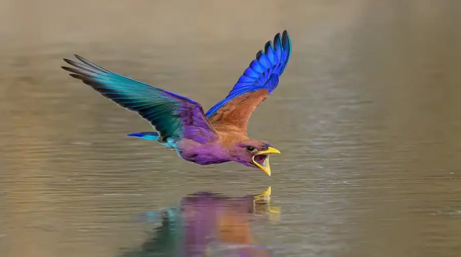 African Broad-billed Roller