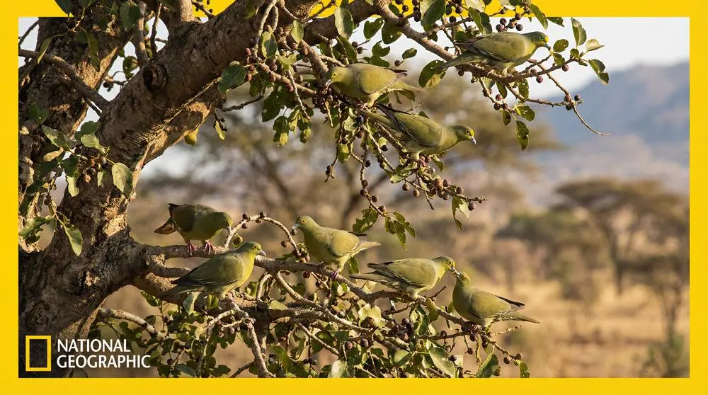 Best Time to Visit Kibale National Park