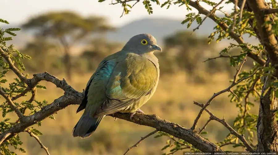 African Green Pigeon