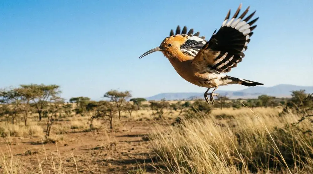 Best Time to Visit Meru National Park