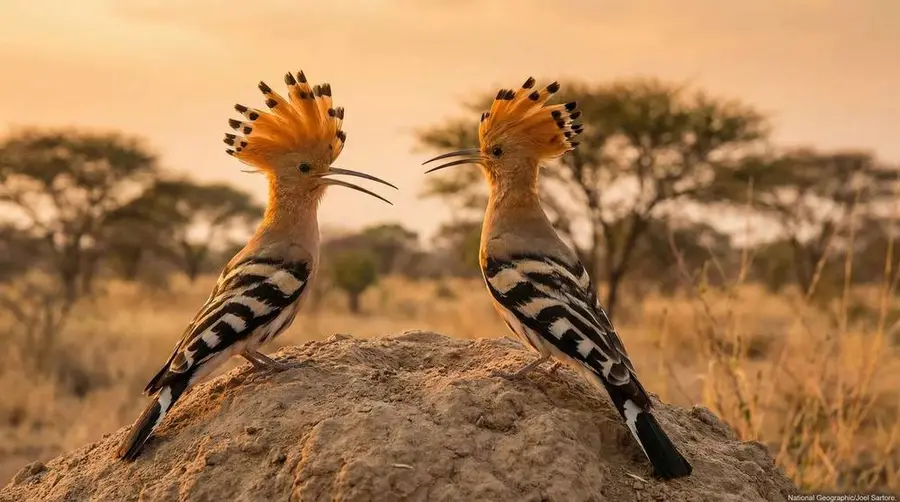 African Hoopoe