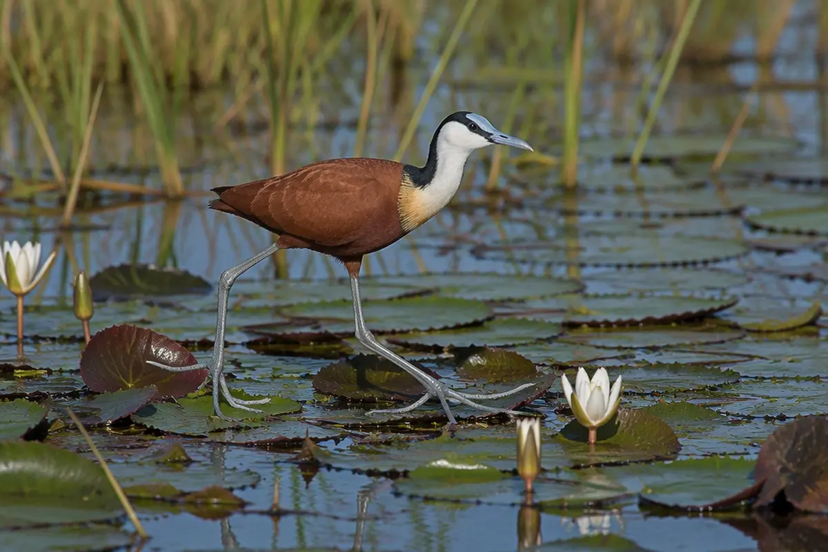Best Time to Visit Mikumi National Park