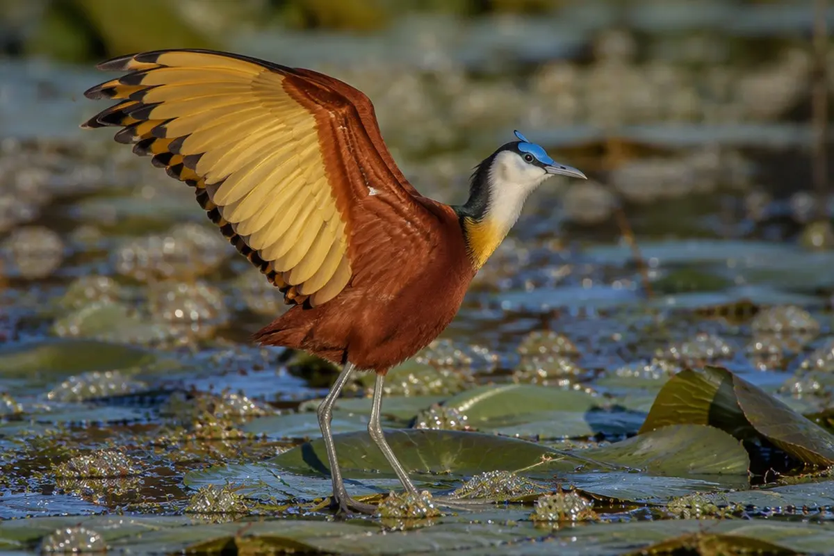 Best Time to Visit Moremi Game Reserve