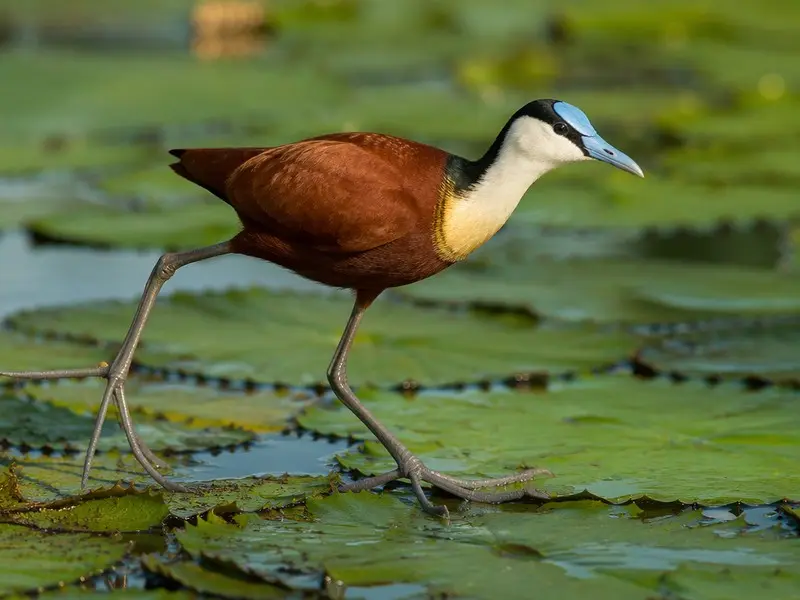 African Jacana