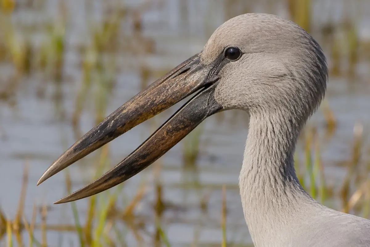 Best Time to Visit Okavango Delta