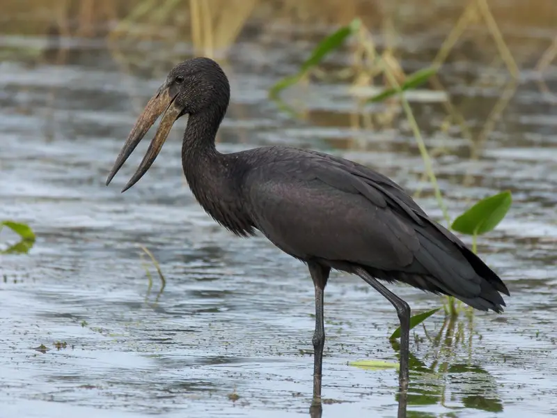 African Openbill