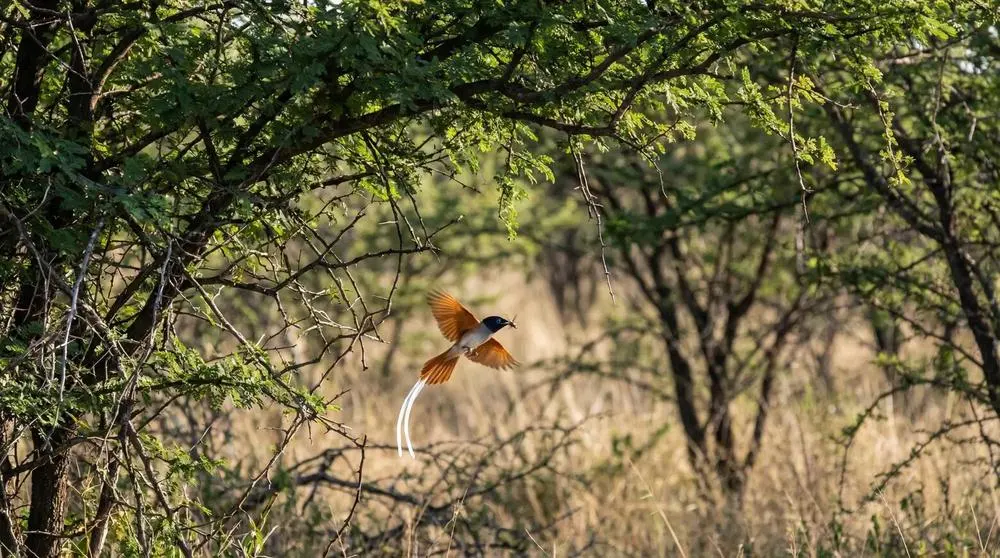 Best Time to Visit Ruaha National Park