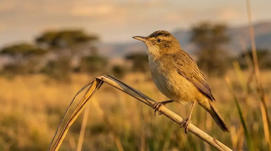 African Reed Warbler