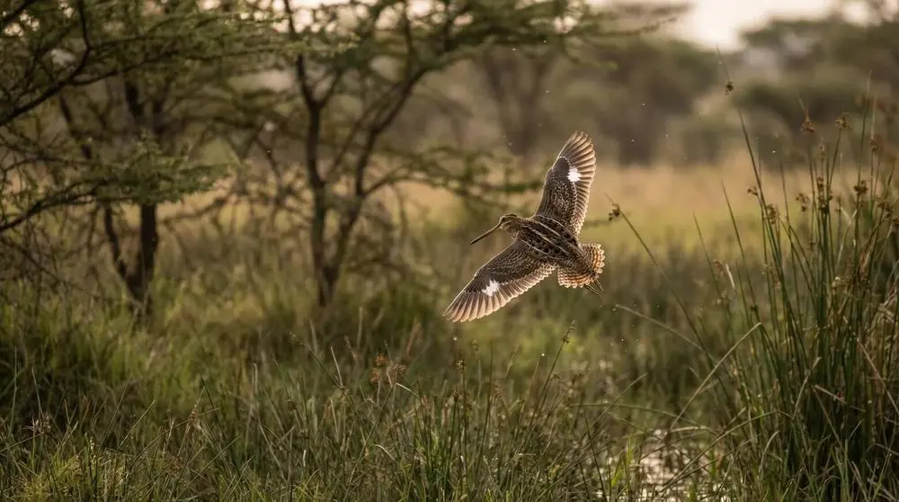 How to Get to Chobe National Park