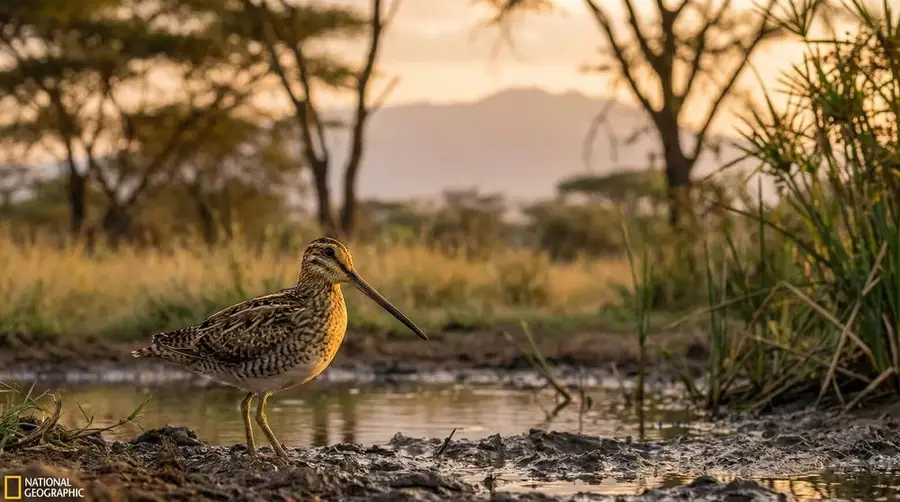 African Snipe
