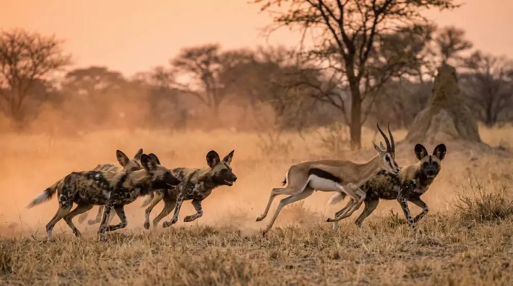 How to Photograph the African Wild Dog on Safari