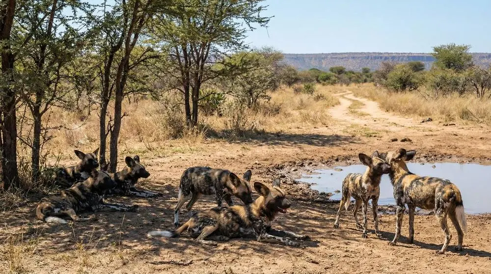 African Wild Dog: Facts, Habitat and Conservation