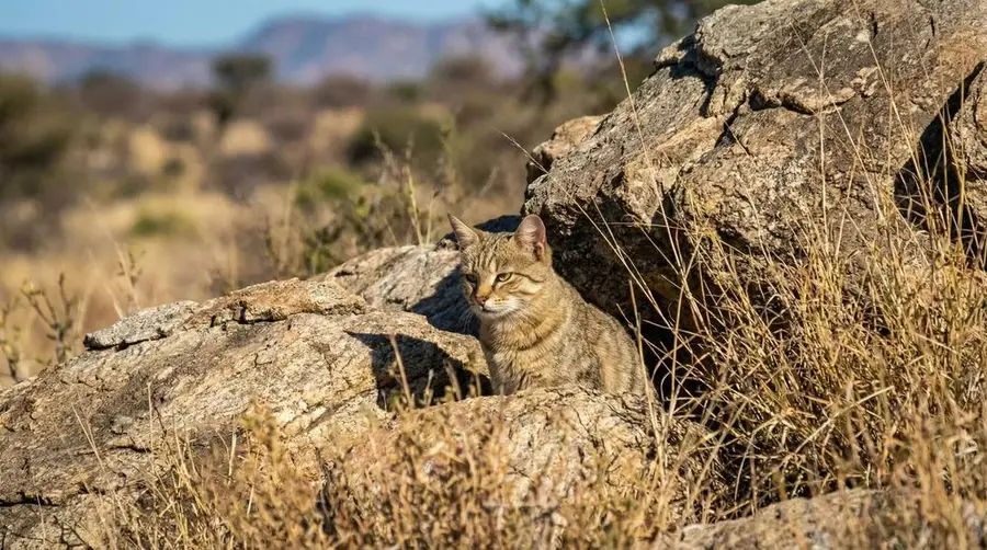 African Wildcat