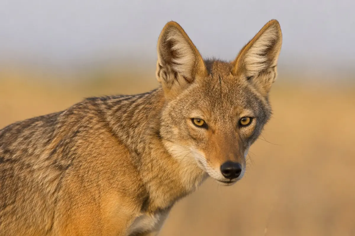 How to Photograph the African Wolf on Safari