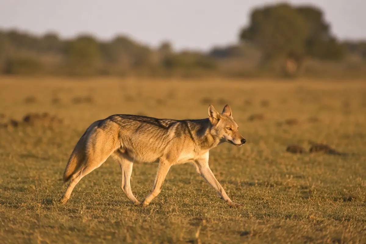 African Wolf: Facts, Habitat and Conservation