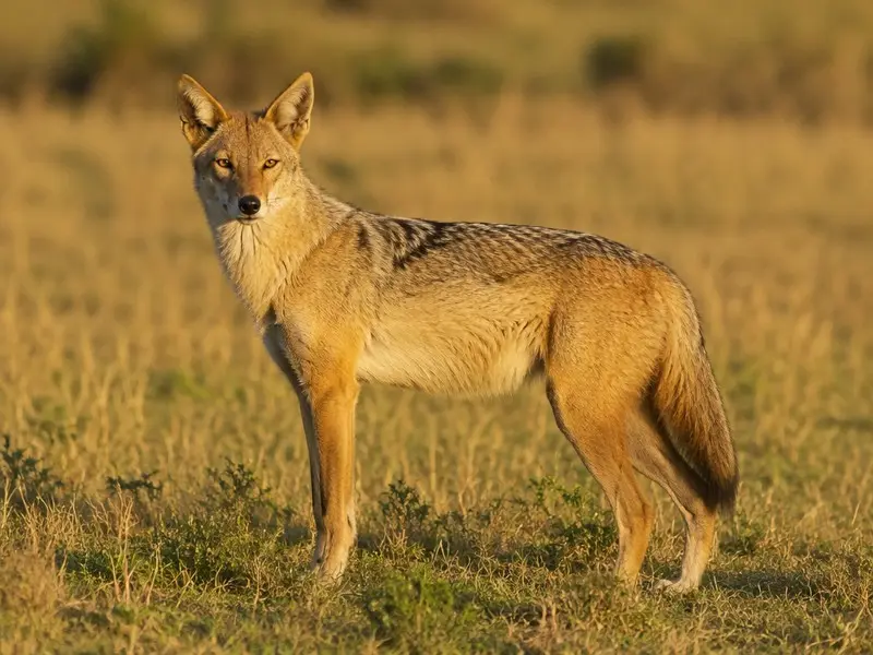 African Wolf