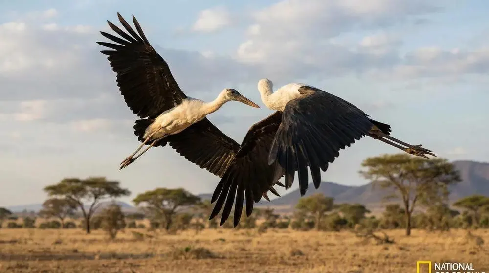 How to Get to Kibale National Park