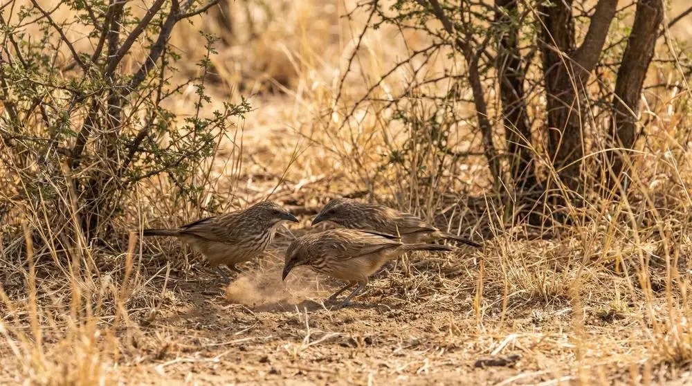 How to Get to Lake Manyara National Park