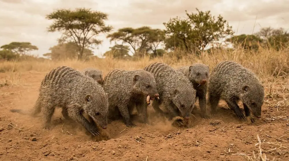 How to Photograph the Banded Mongoose on Safari