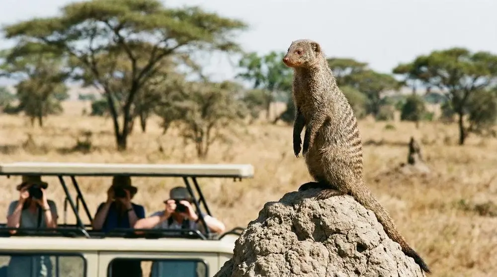 Banded Mongoose: Facts, Habitat and Conservation
