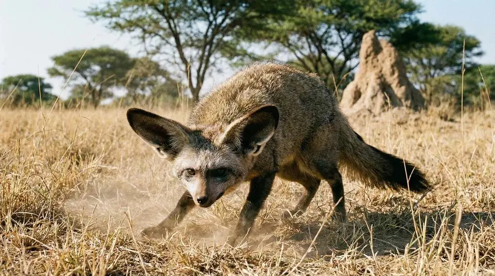 How to Photograph the Bat-eared Fox on Safari