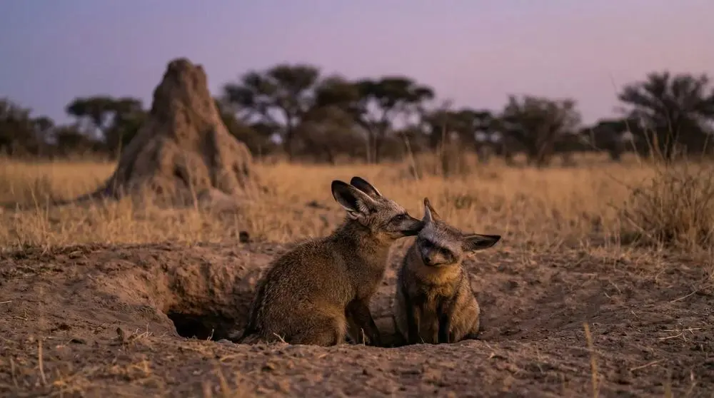 Bat-eared Fox: Facts, Habitat and Conservation