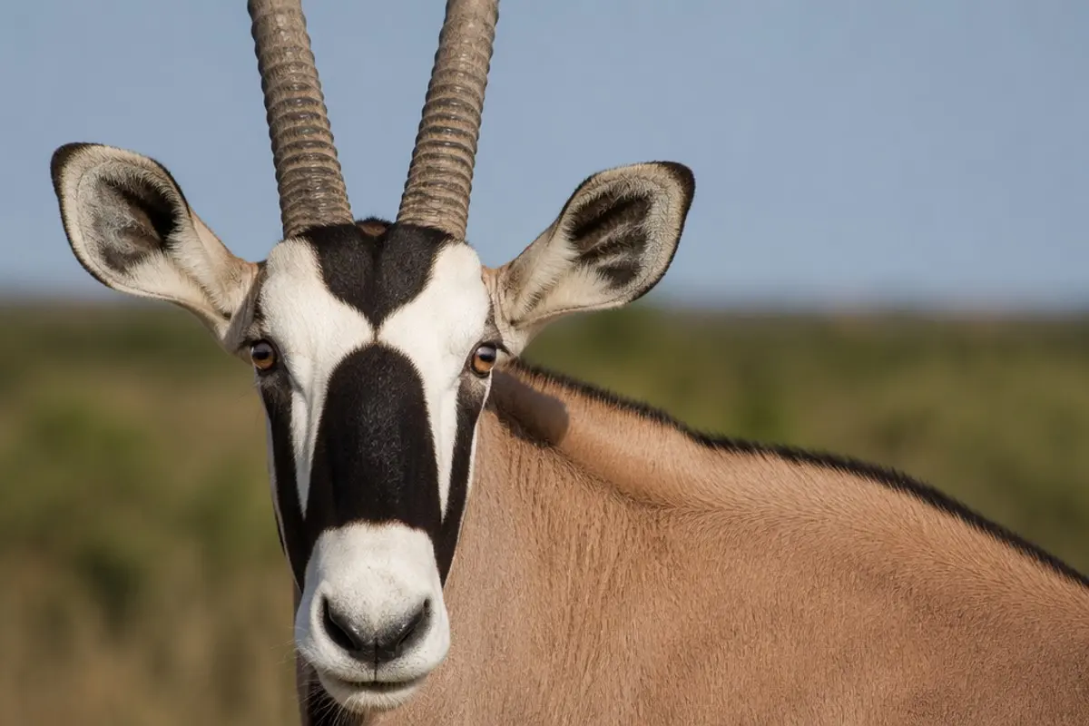 How to Photograph the Beisa Oryx on Safari