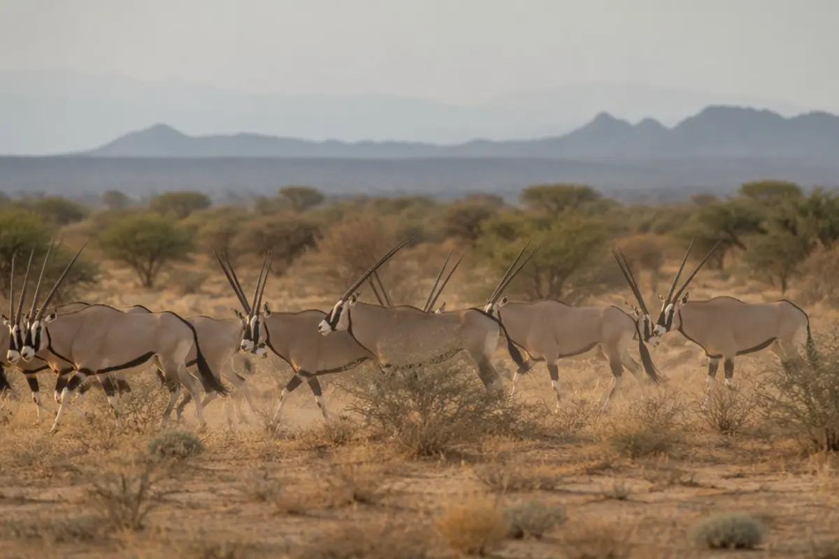 Beisa Oryx: Facts, Habitat and Conservation