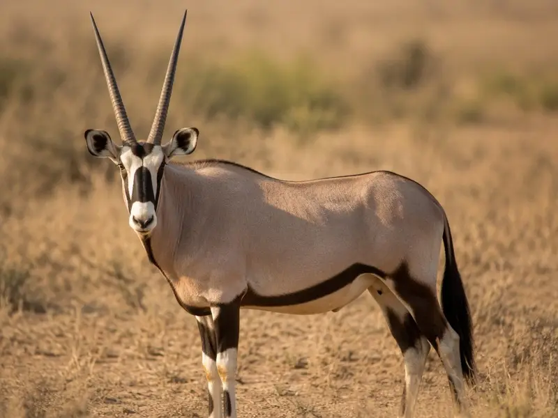 Beisa Oryx