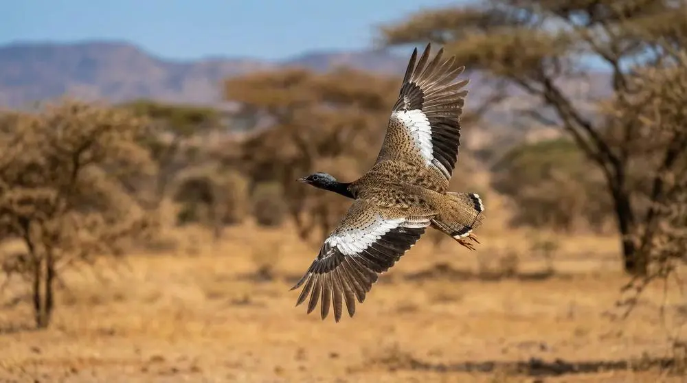 How to Get to Ngorongoro Conservation Area
