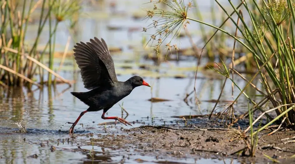 How to Get to Mikumi National Park