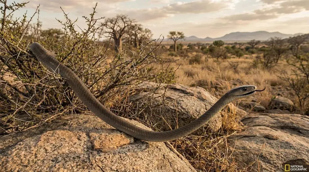 Black Mamba: Facts, Habitat and Conservation