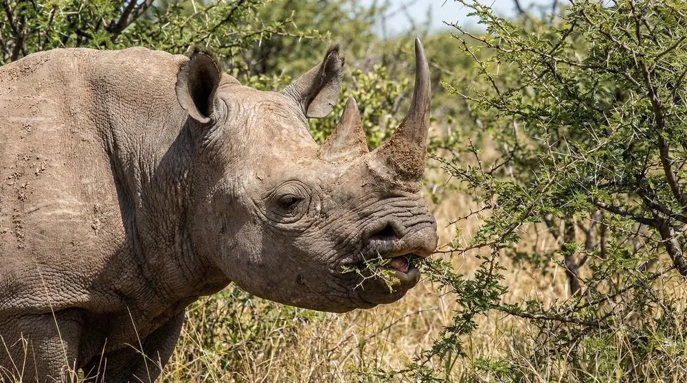 How to Photograph the Black Rhinoceros on Safari
