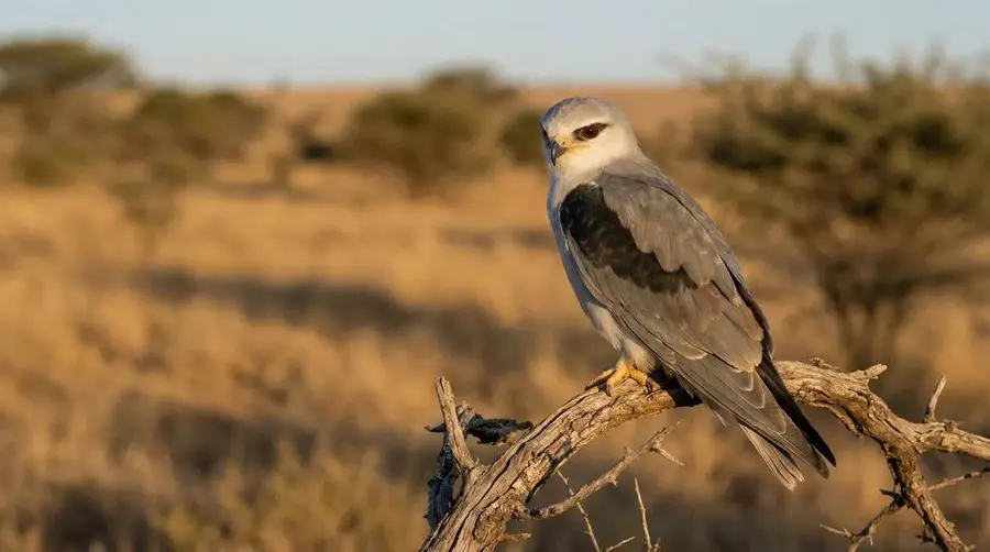 Black-shouldered Kite