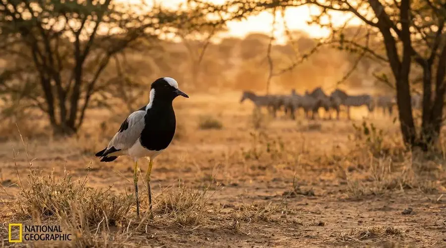 Blacksmith Lapwing