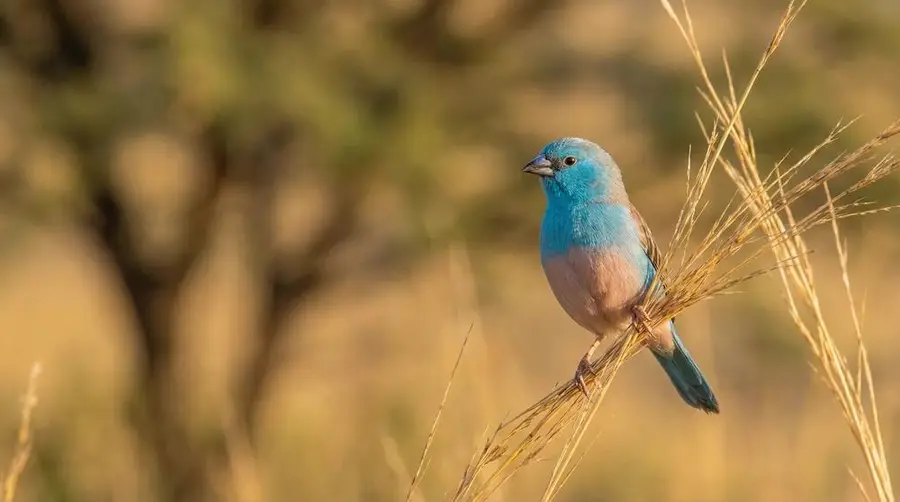 Blue-breasted Cordon-bleu