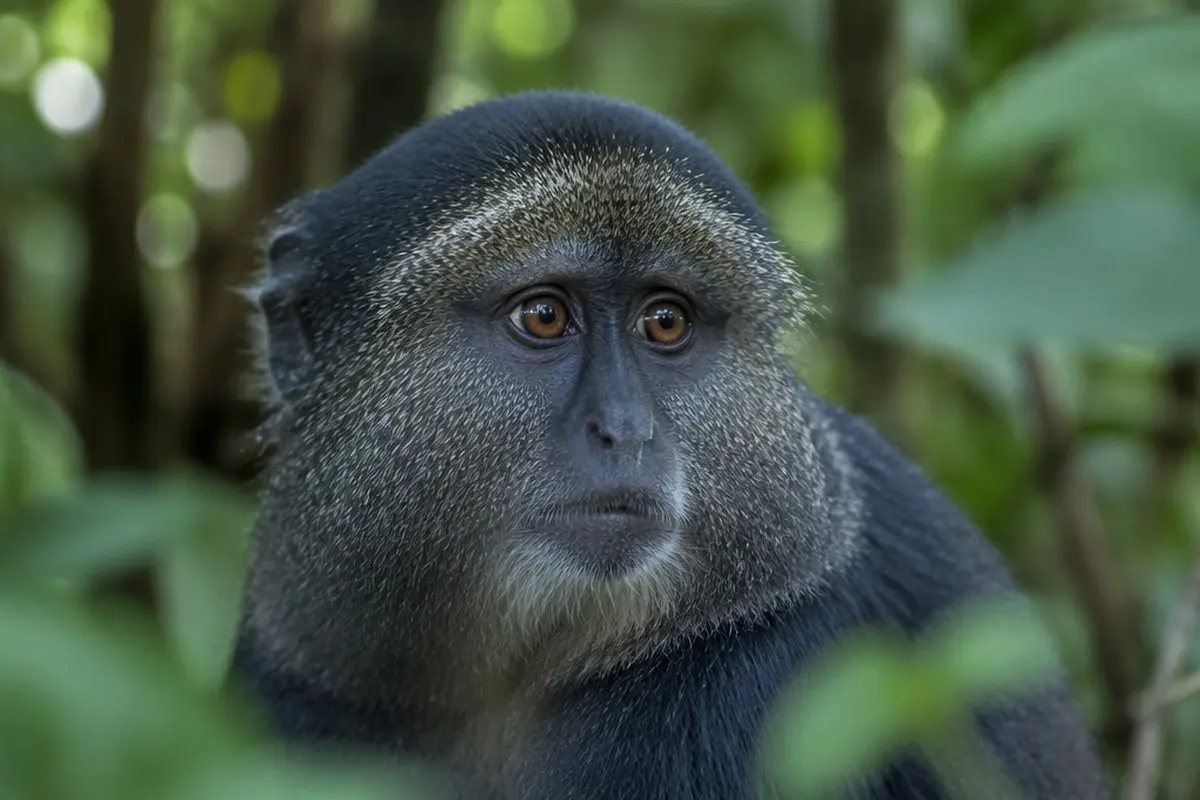 Blue Monkey: Facts, Habitat and Conservation