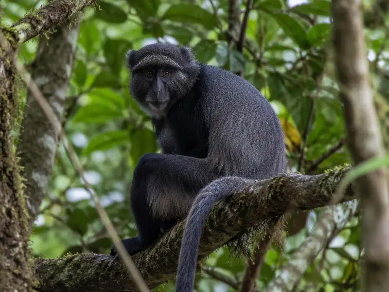 Blue Monkey