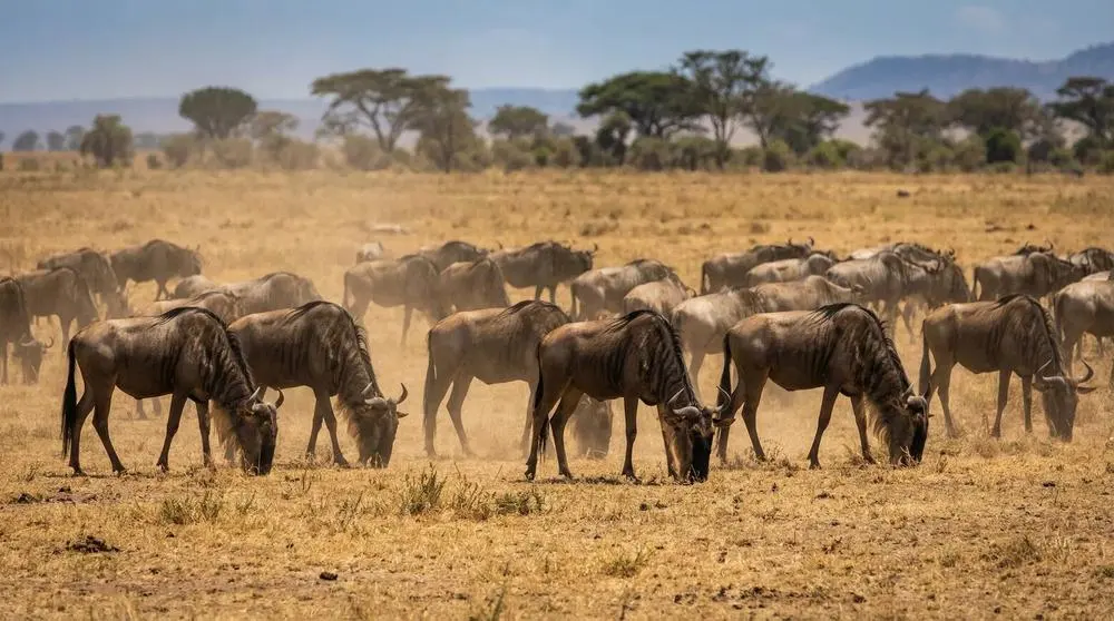 How to Photograph the Blue Wildebeest on Safari