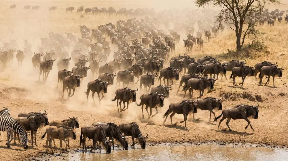 Blue Wildebeest: Facts, Habitat and Conservation
