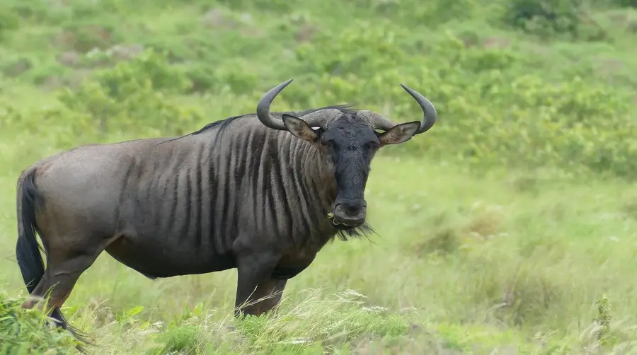 Blue Wildebeest