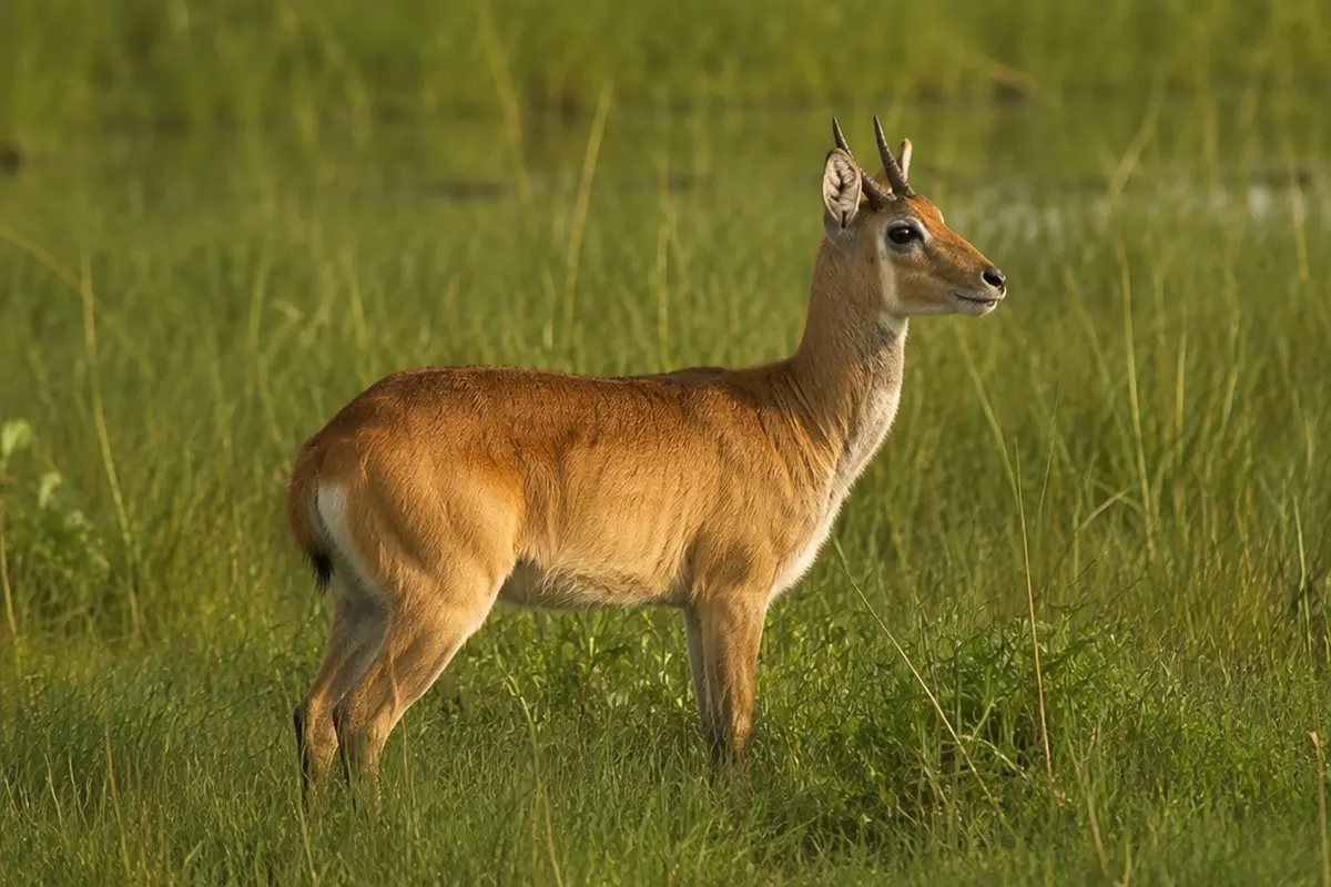 How to Photograph the Bohor Reedbuck on Safari