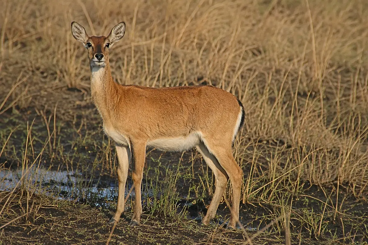 Bohor Reedbuck: Facts, Habitat and Conservation