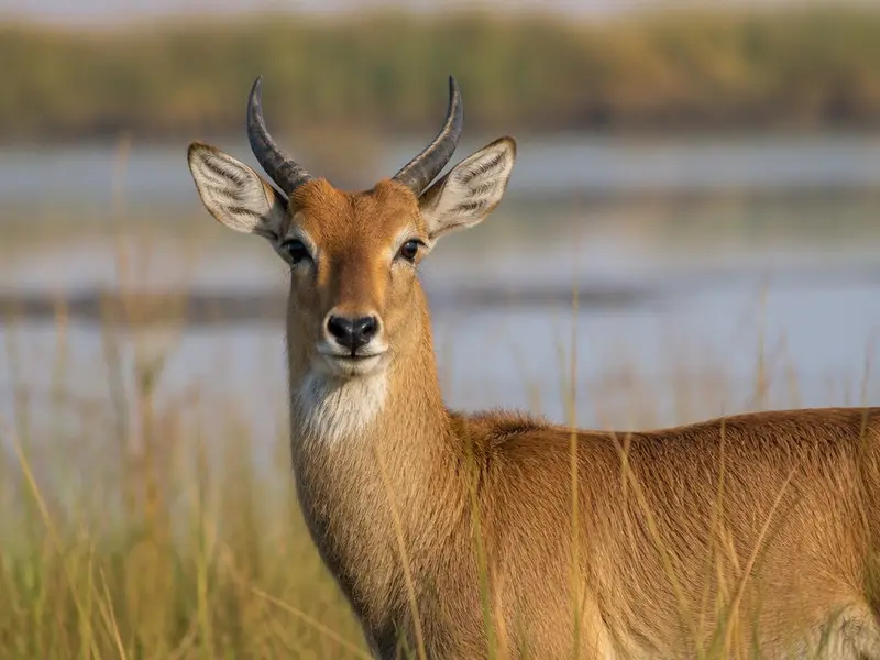 Bohor Reedbuck