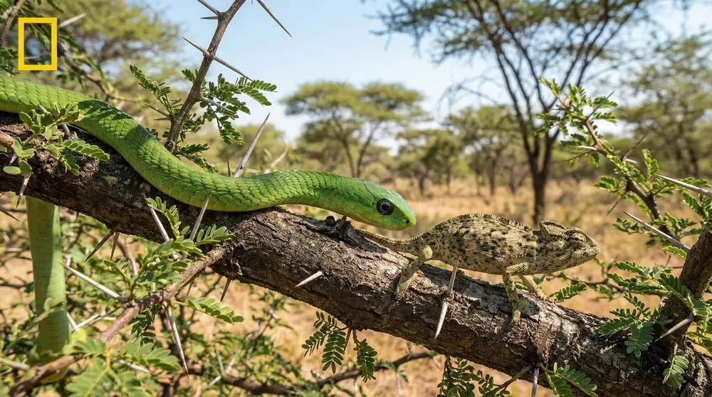 Boomslang: Facts, Habitat and Conservation