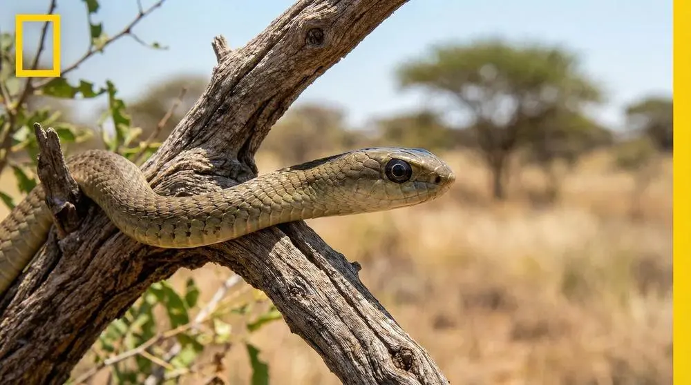 How to Get to Tsavo West National Park