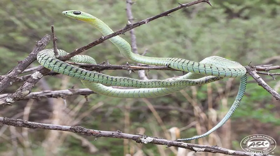 Boomslang