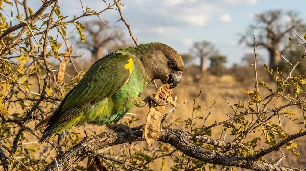 Kibale National Park Safari Guide
