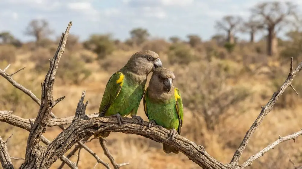 Kruger National Park Safari Guide